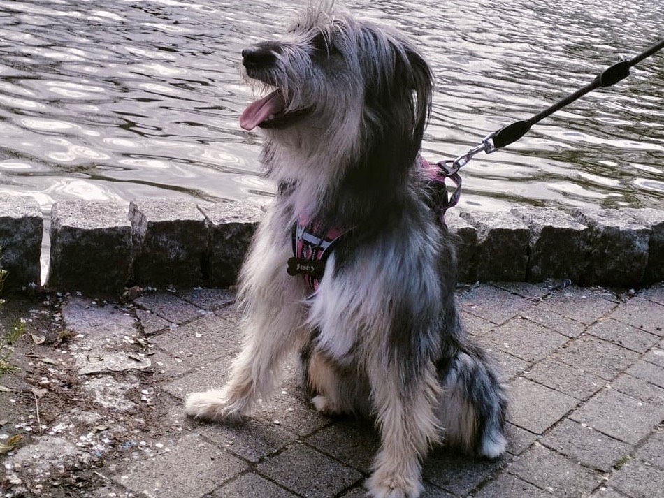Adotta il cane Joy  a Milano