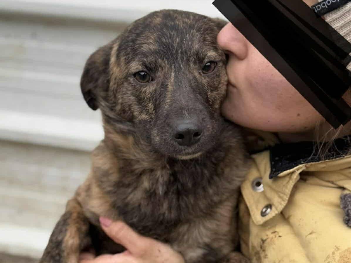 Adozione cane, femmina, Razza sconosciuta Razza sconosciuta, 1 anno e 2 mesi, taglia piccola, Firenze