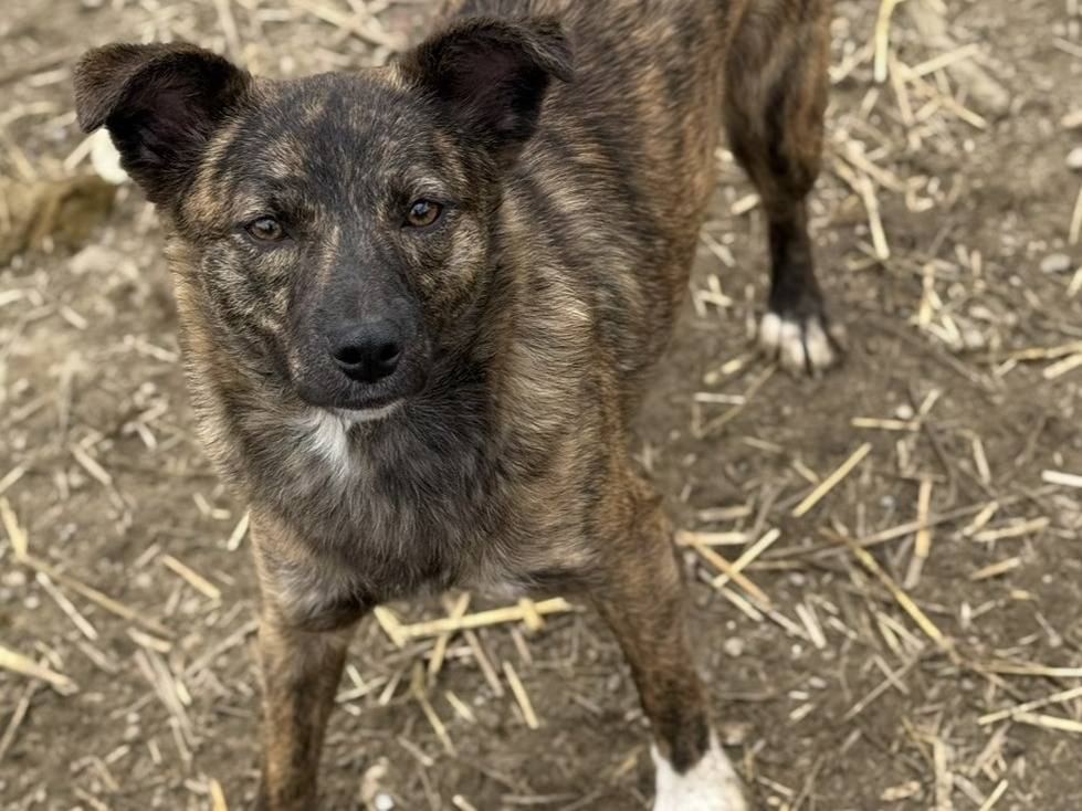 Adotta un cane, femmina, 1 anno e 2 mesi, Firenze