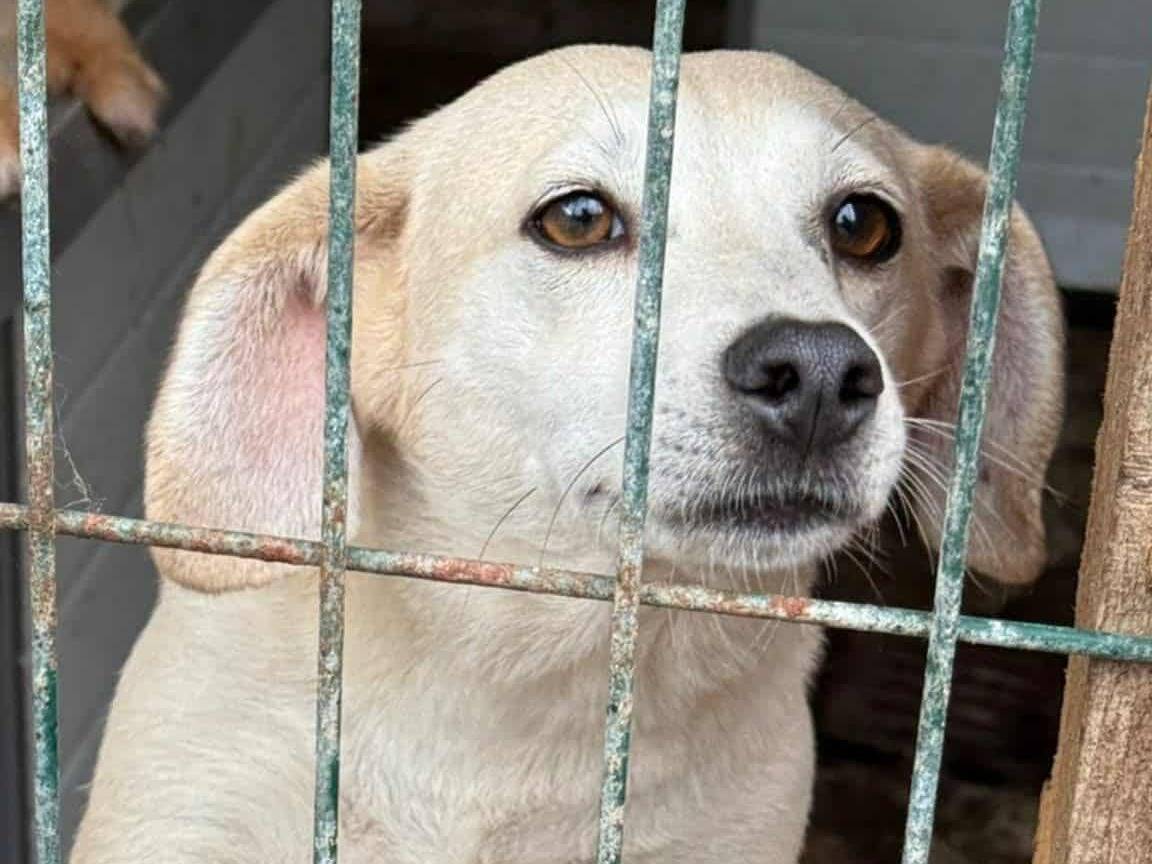 Adozione cane, maschio, Razza sconosciuta Razza sconosciuta, 3 anni e 9 mesi, taglia media contenuta, Firenze