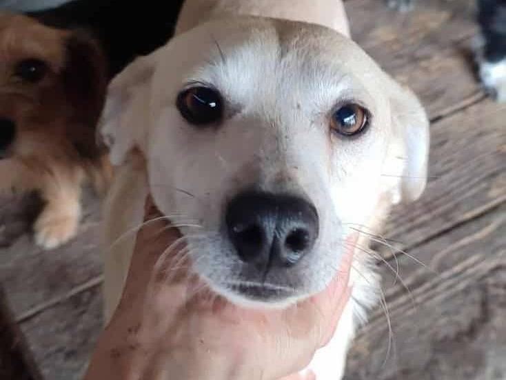 Adotta un cane, taglia media contenuta, maschio, Firenze