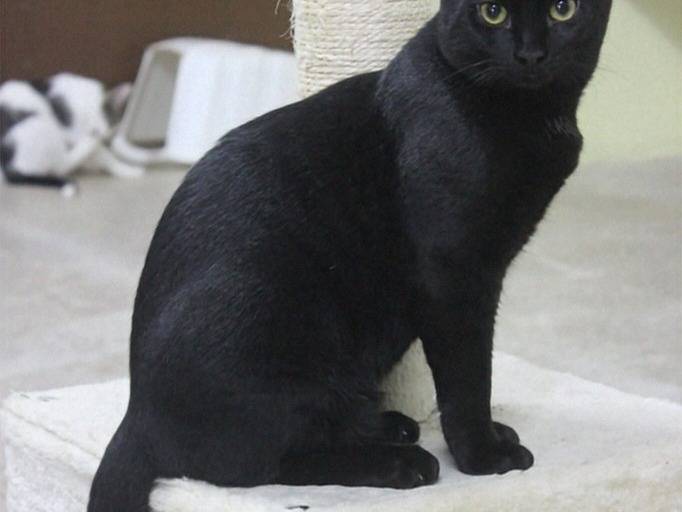 Adozione gatto, maschio, Razza sconosciuta Razza sconosciuta, 6 mesi, taglia non valida, Crotone