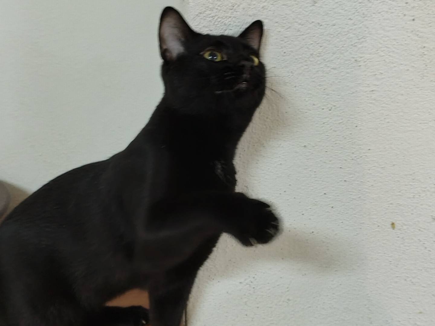 Adotta un gatto, maschio, 6 mesi, Crotone