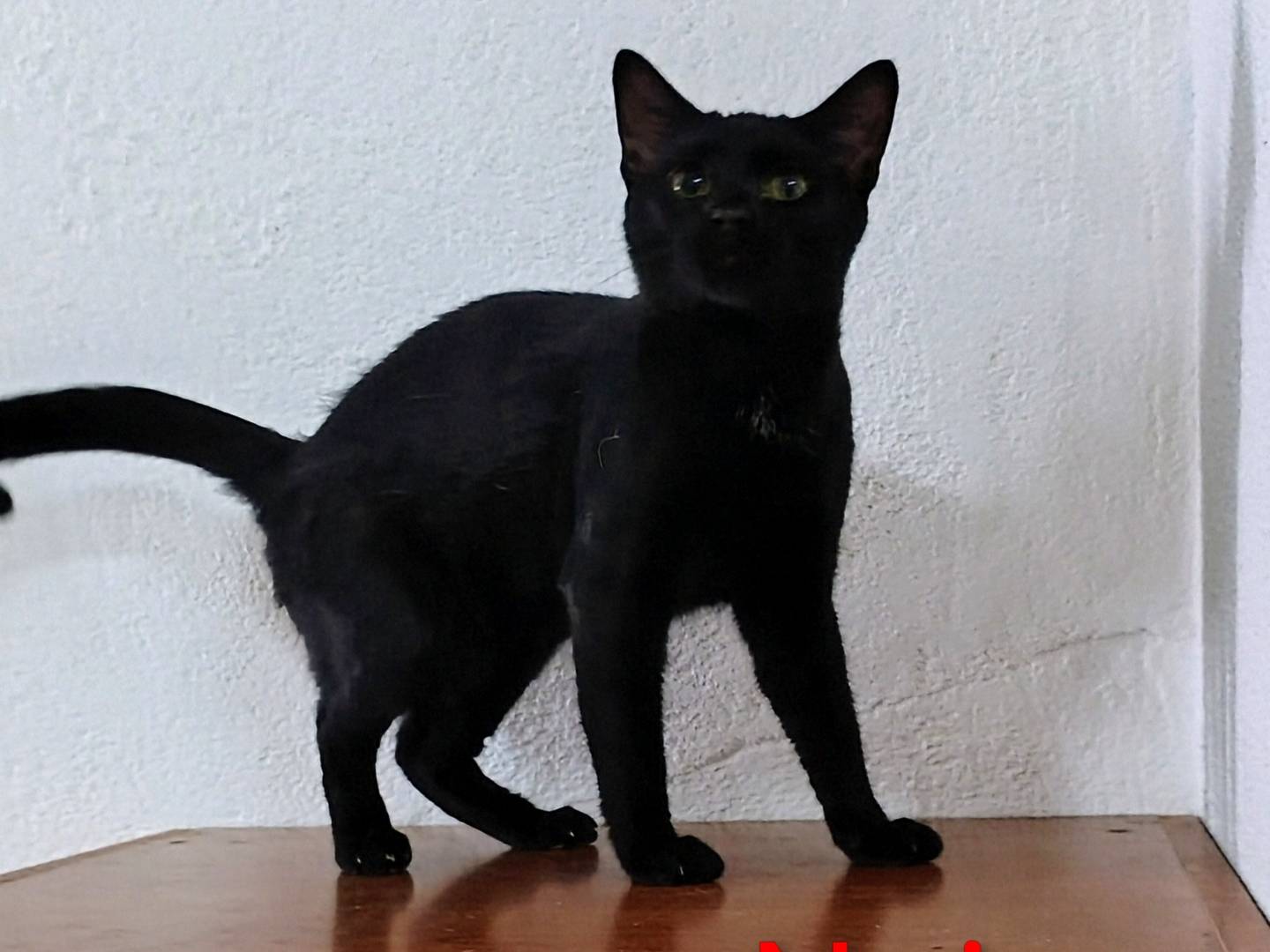 Adotta un gatto, taglia non valida, maschio, Crotone
