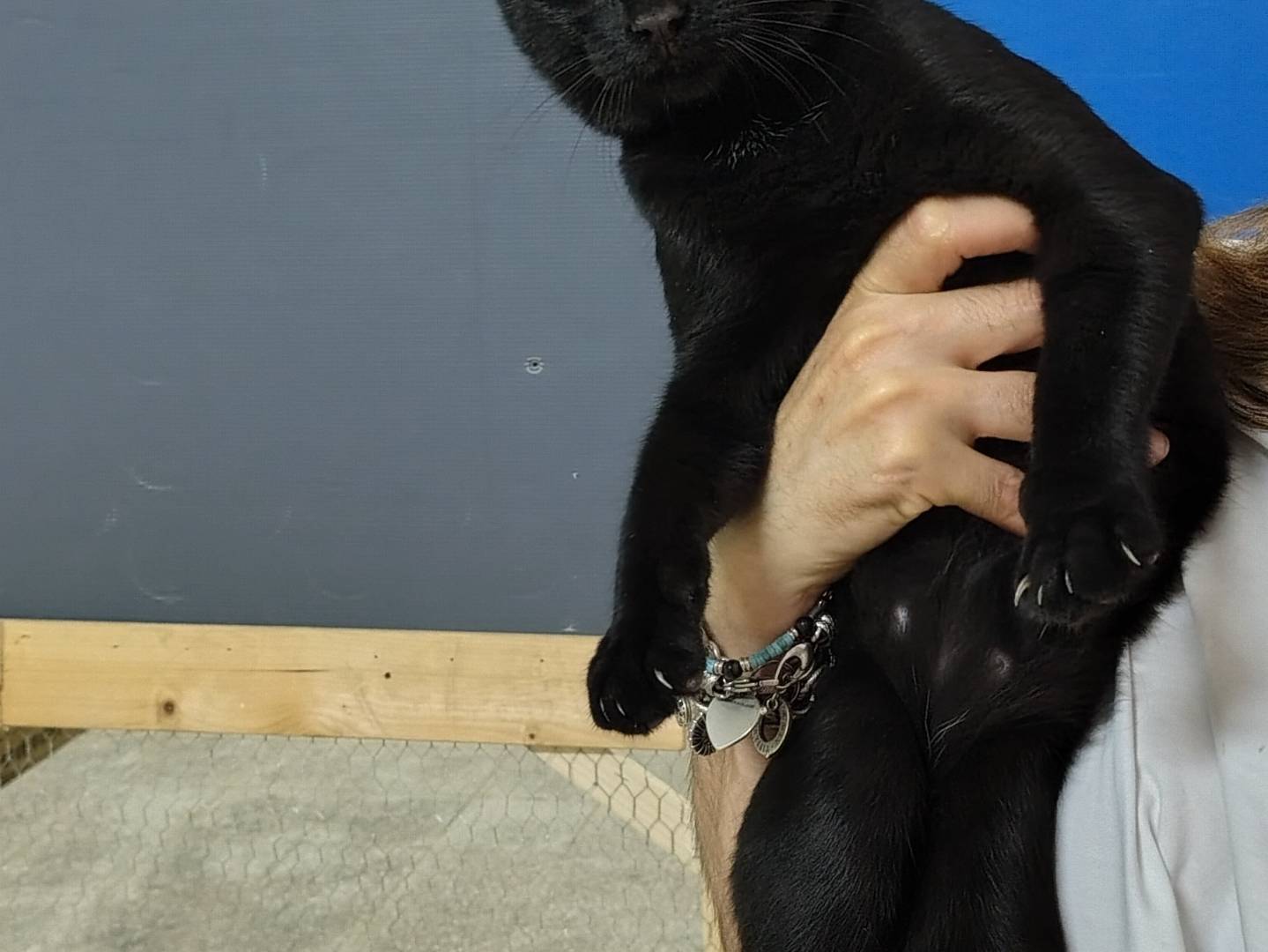 Vuoi adottare un gatto a Crotone?