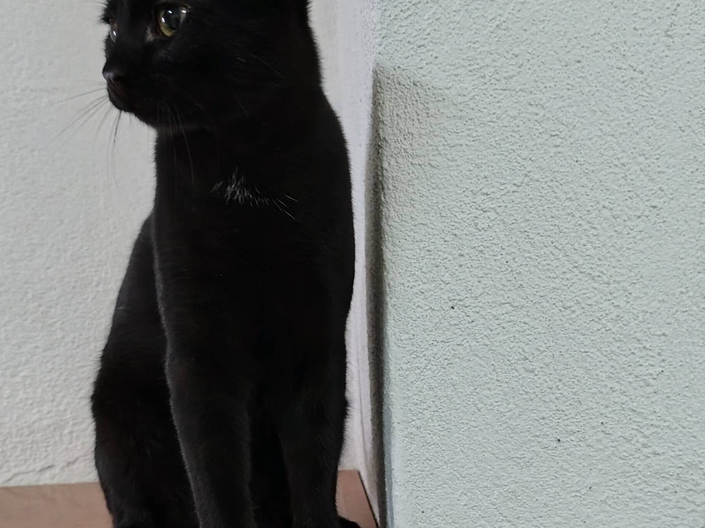 Adotta il gatto Noire a Crotone