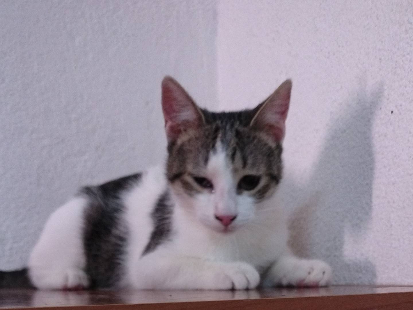Vuoi adottare un gatto a Crotone?