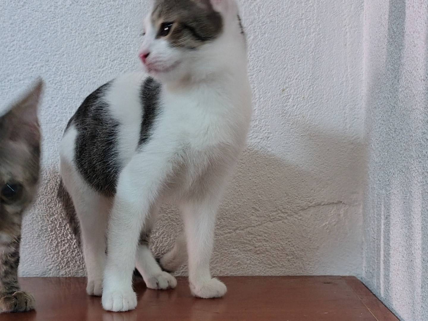 Adotta il gatto Ivan a Crotone