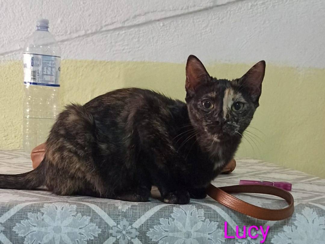 Adozione gatto, femmina, Razza sconosciuta Razza sconosciuta, 5 mesi, taglia non valida, Crotone