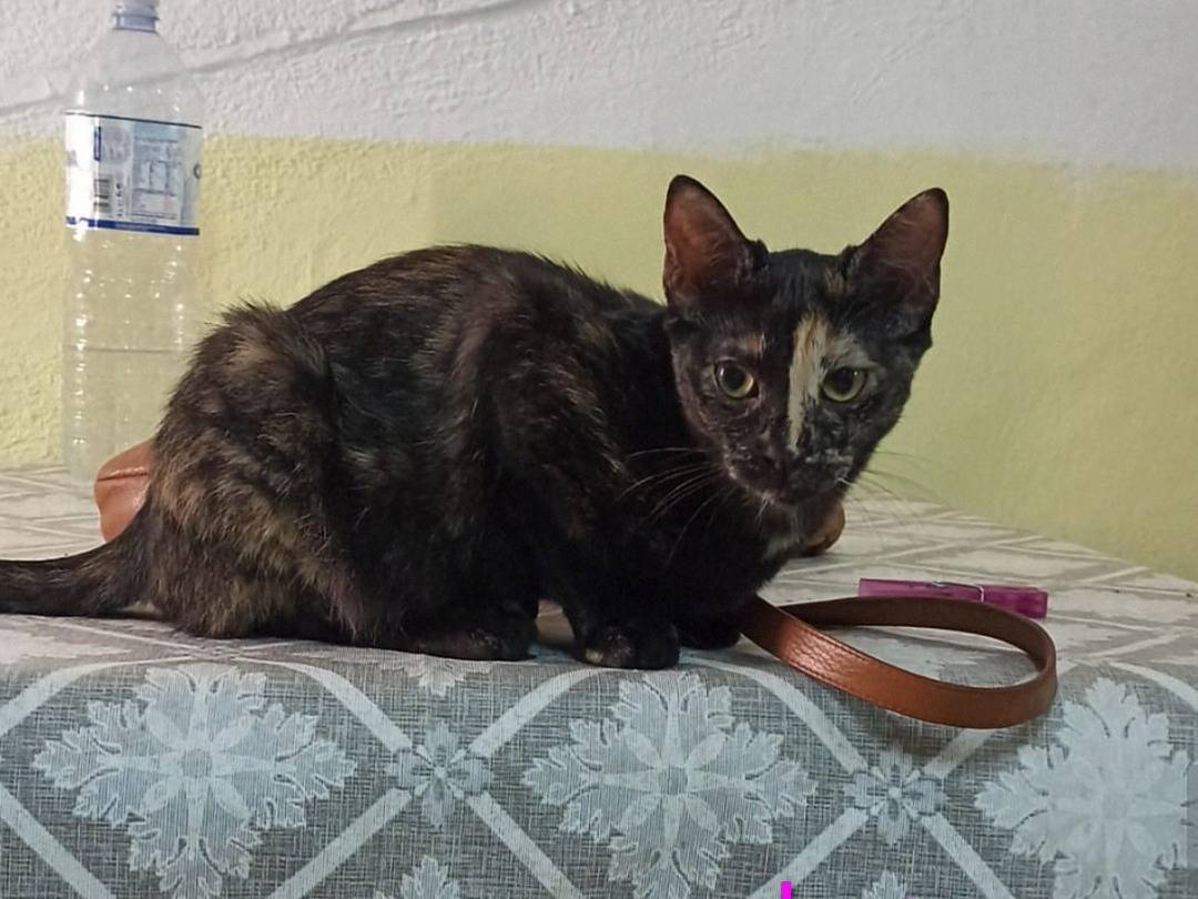 Adotta un gatto, femmina, 5 mesi, Crotone