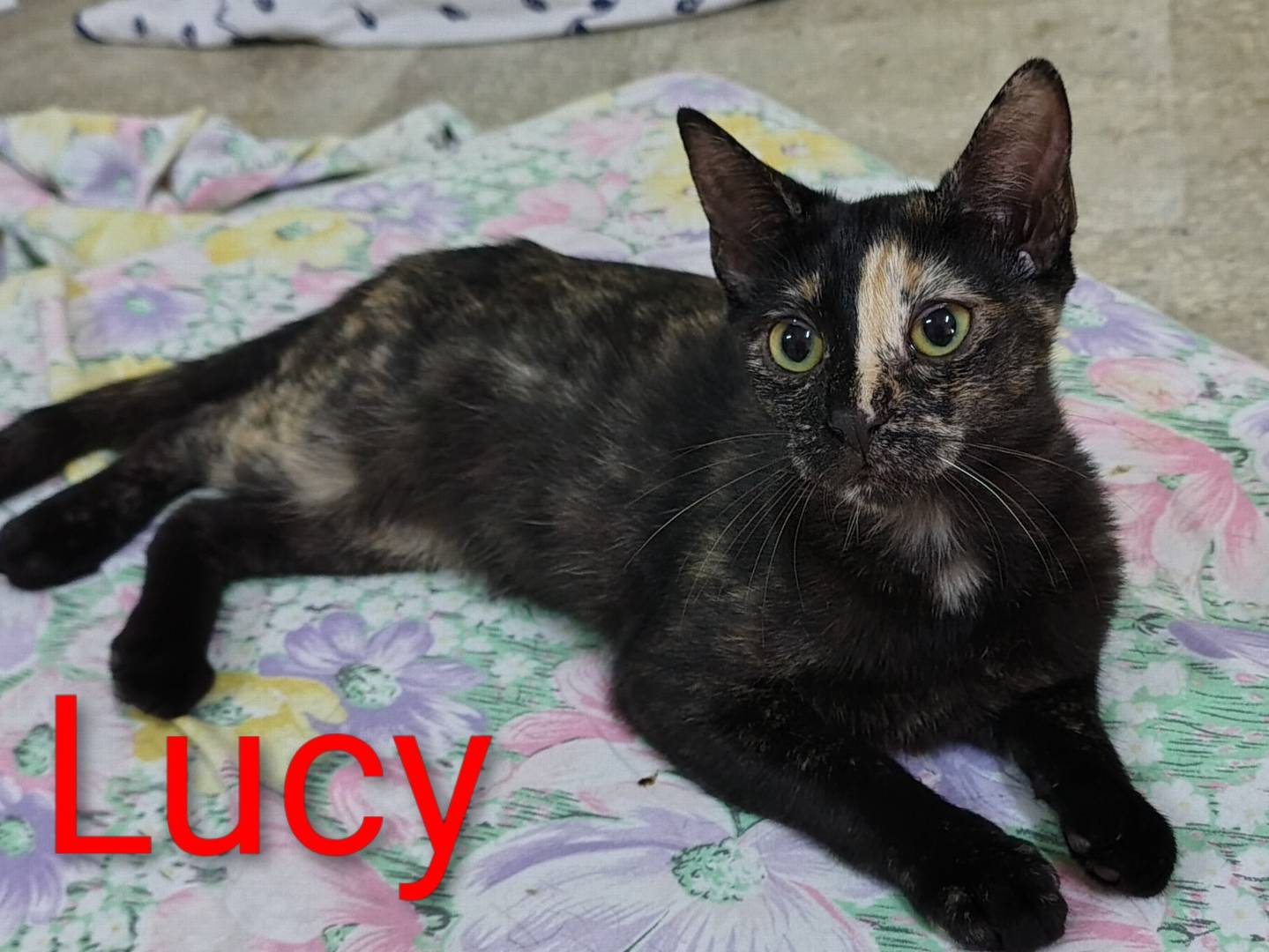 Adotta un gatto, taglia non valida, femmina, Crotone