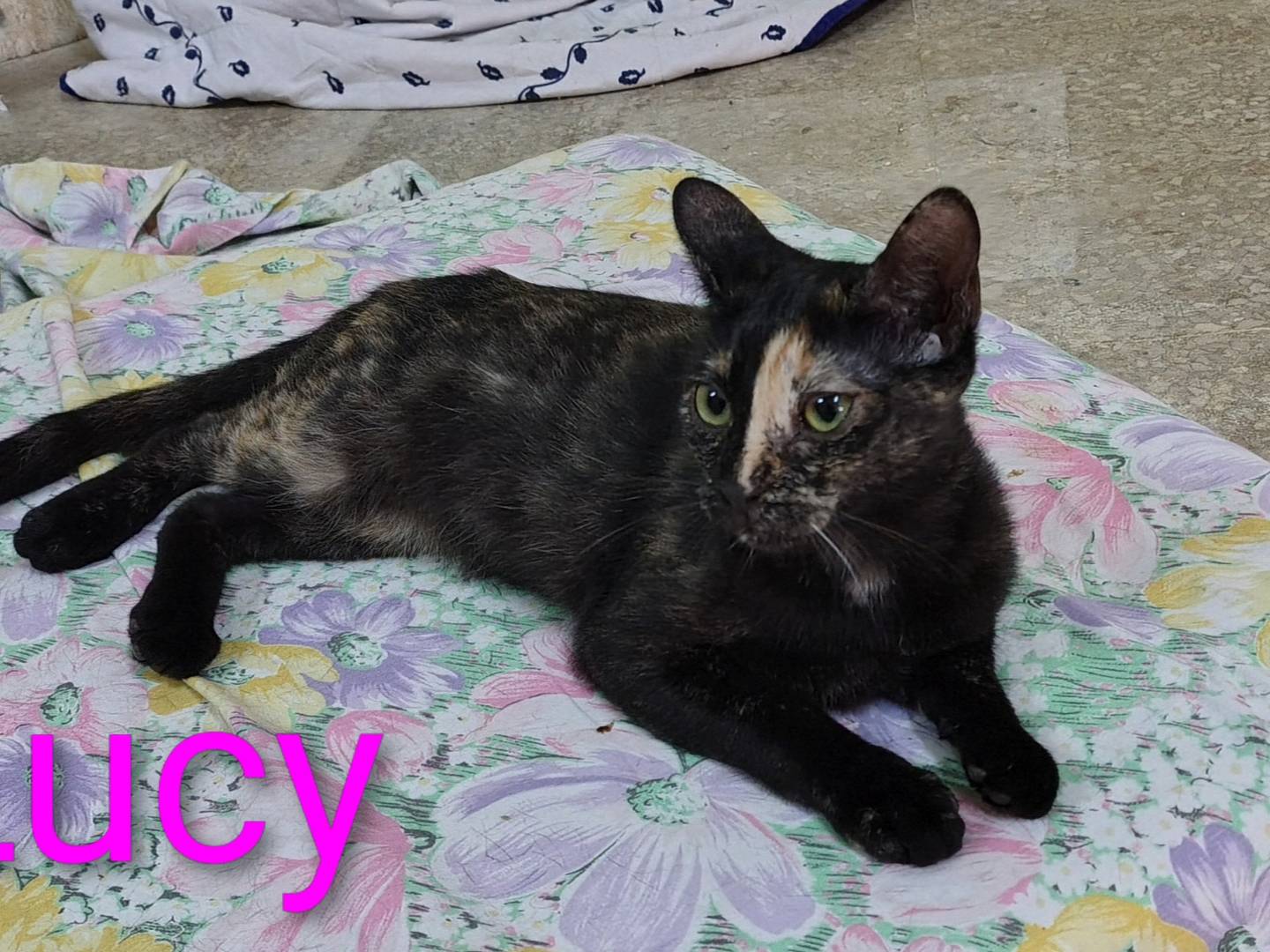 Adotta il gatto Lucy a Crotone