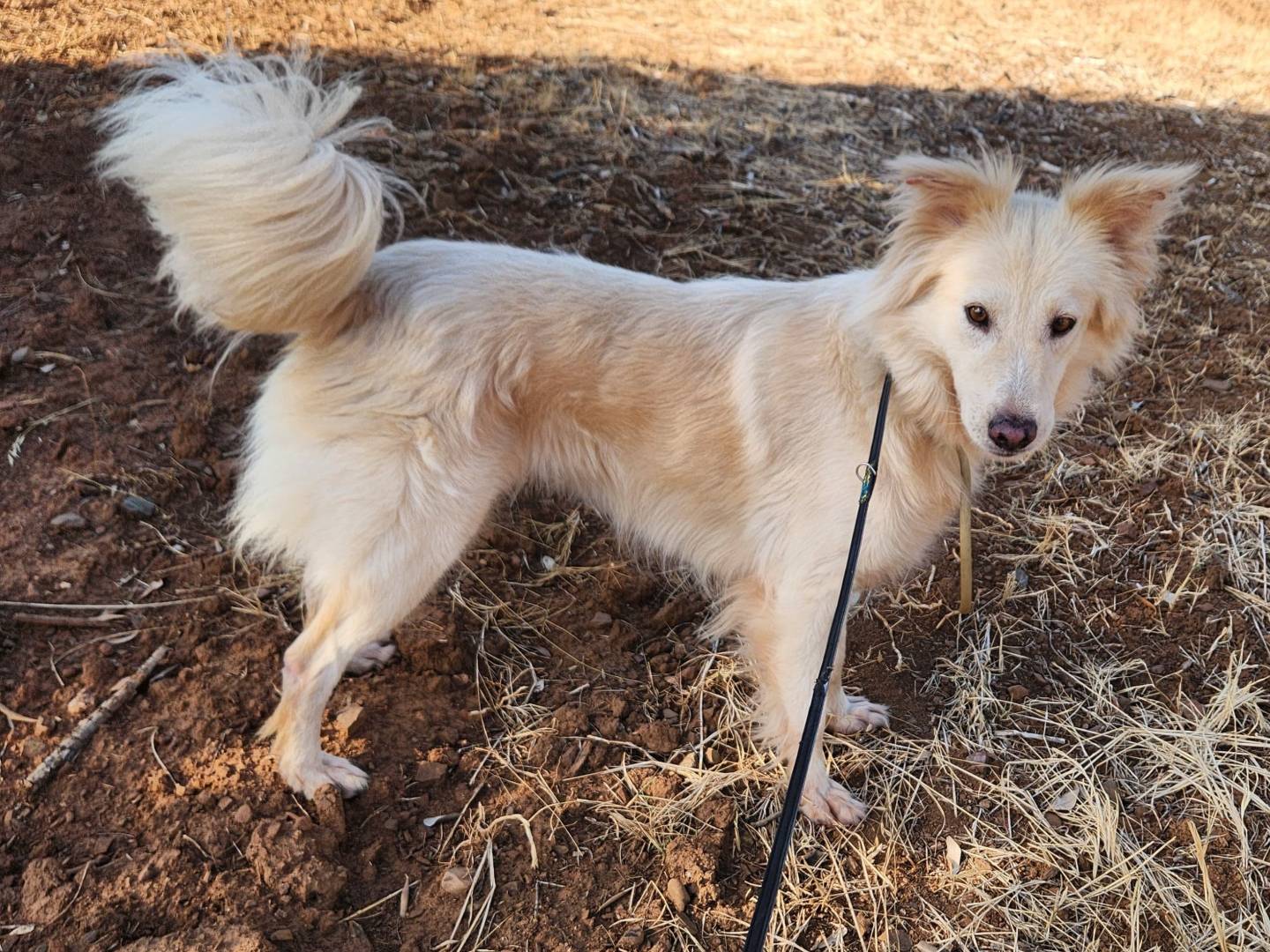 Adozione cane, femmina, Razza sconosciuta Razza sconosciuta, 2 anni e 8 mesi, taglia media contenuta, Cosenza