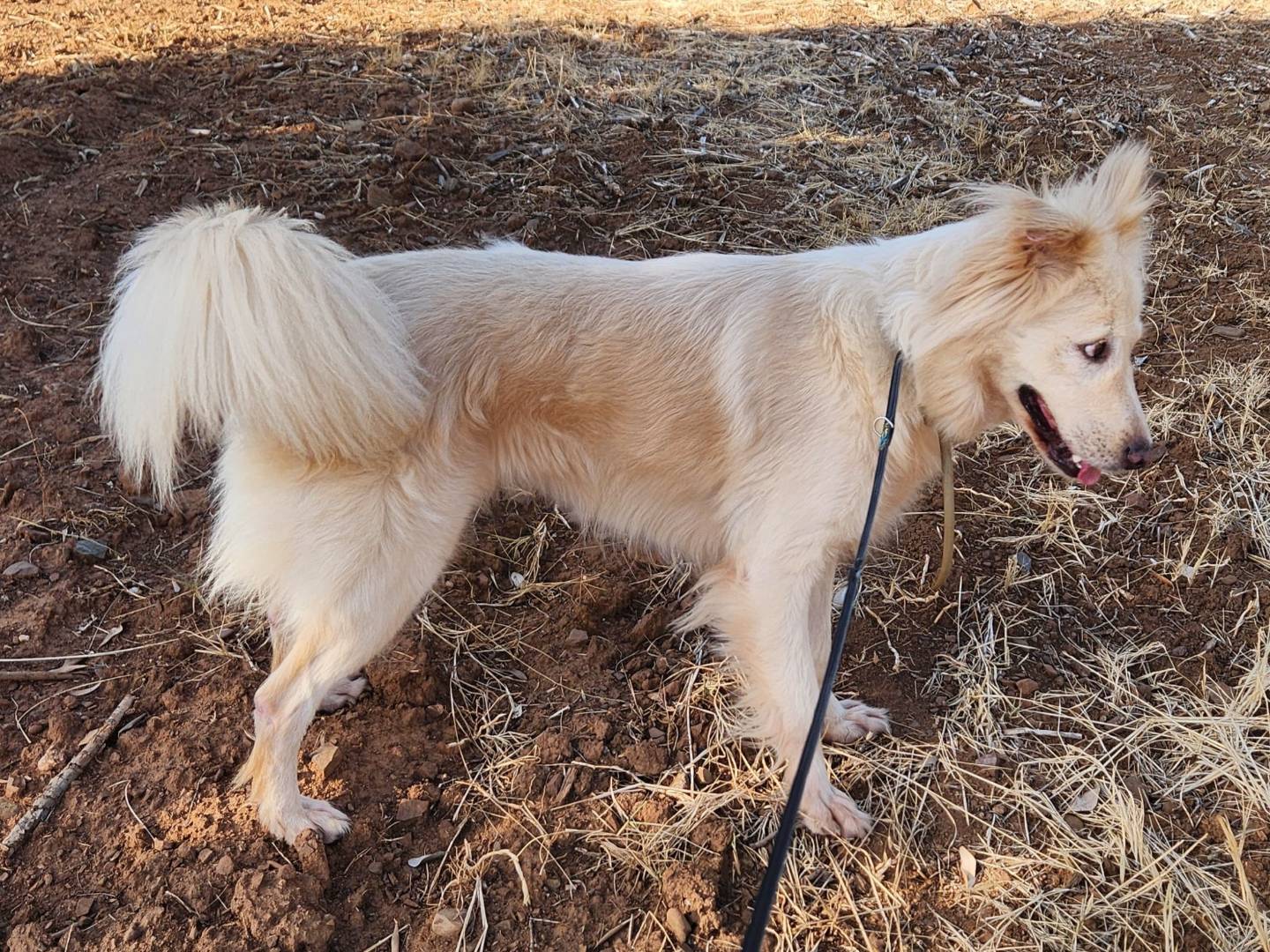 Adotta un cane, femmina, 2 anni e 8 mesi, Cosenza
