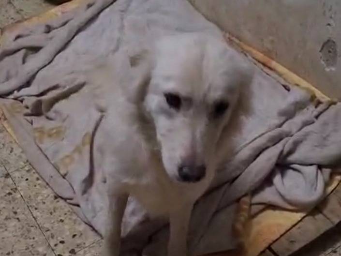 Vuoi adottare un cane a Cosenza?