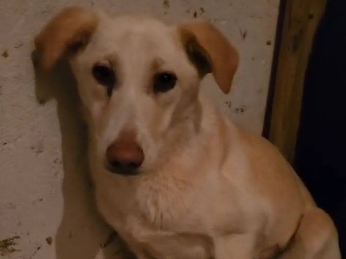 Adotta il cane Vera  a Cosenza
