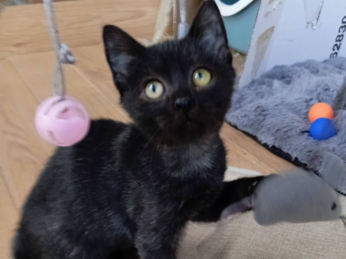 Adozione gatto, maschio, Razza sconosciuta Razza sconosciuta, 2 mesi, taglia non valida, Frosinone