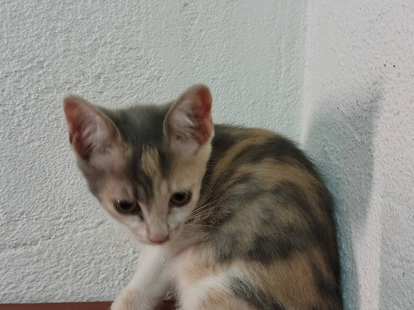 Vuoi adottare un gatto a Crotone?