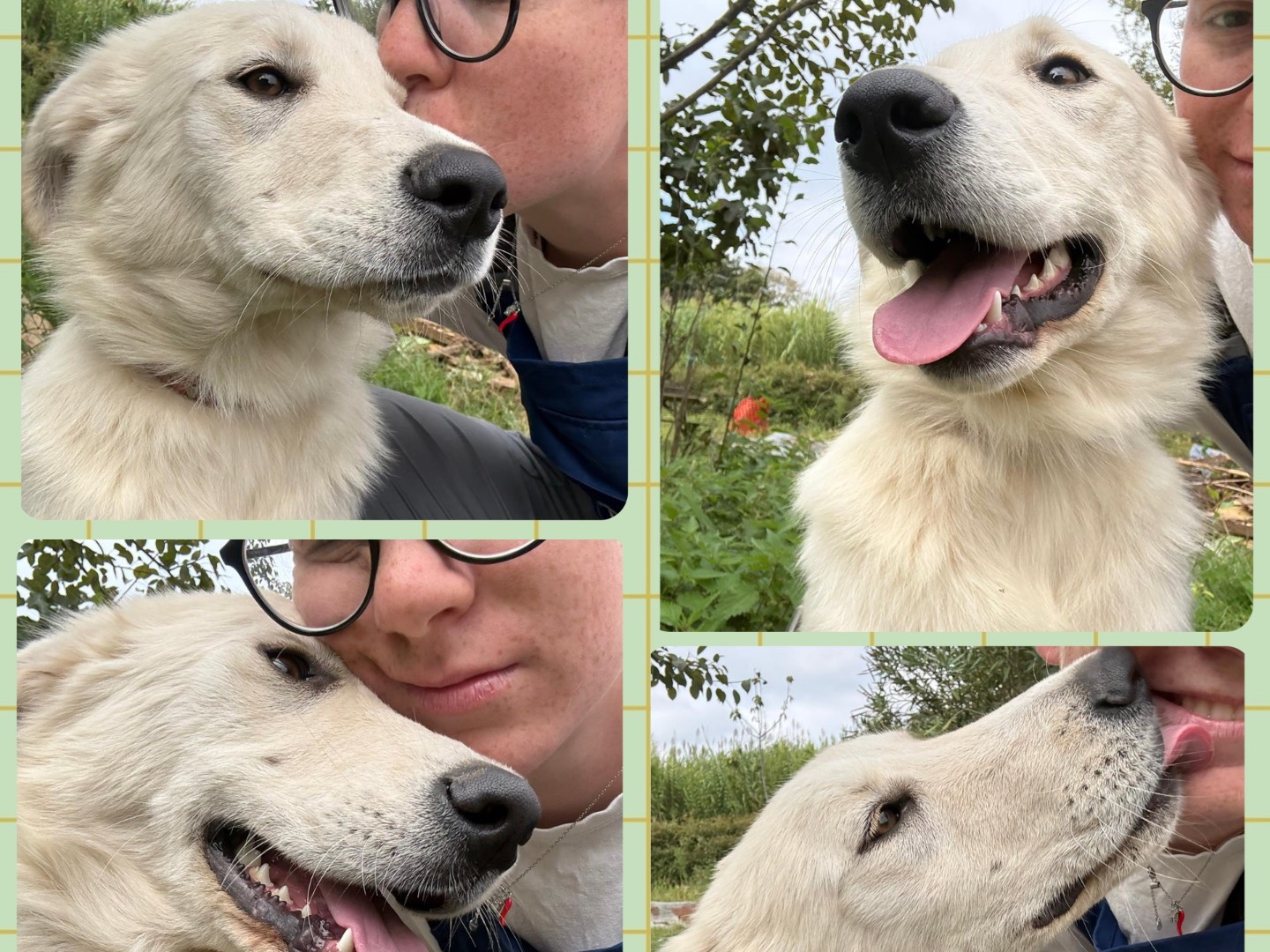 Adotta un cane, femmina, 10 mesi, Catanzaro