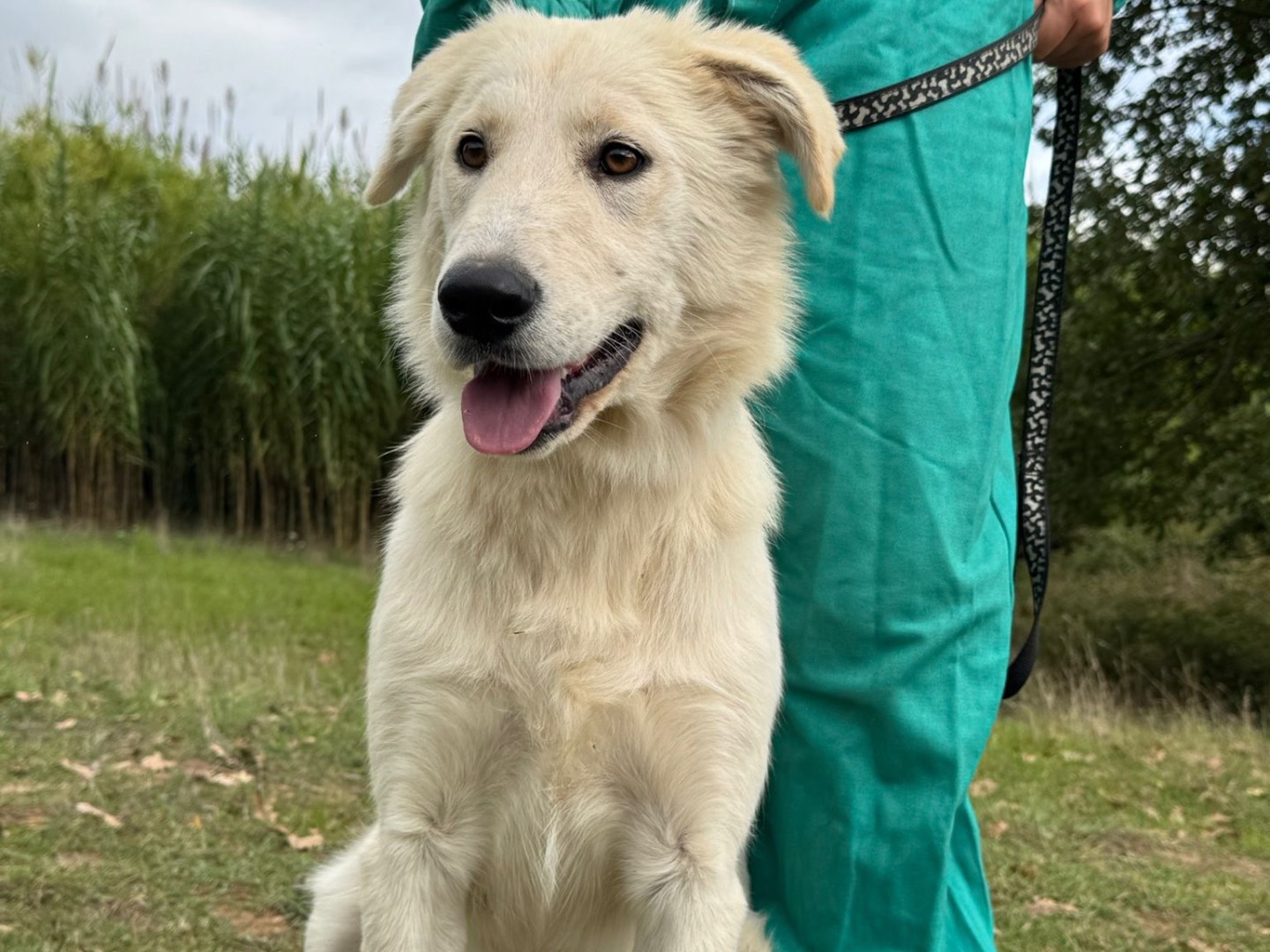 Adotta un cane, taglia media, femmina, Catanzaro