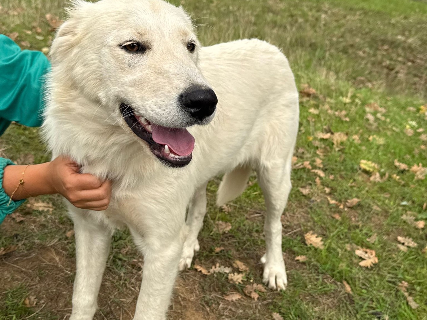 Vuoi adottare un cane a Catanzaro?