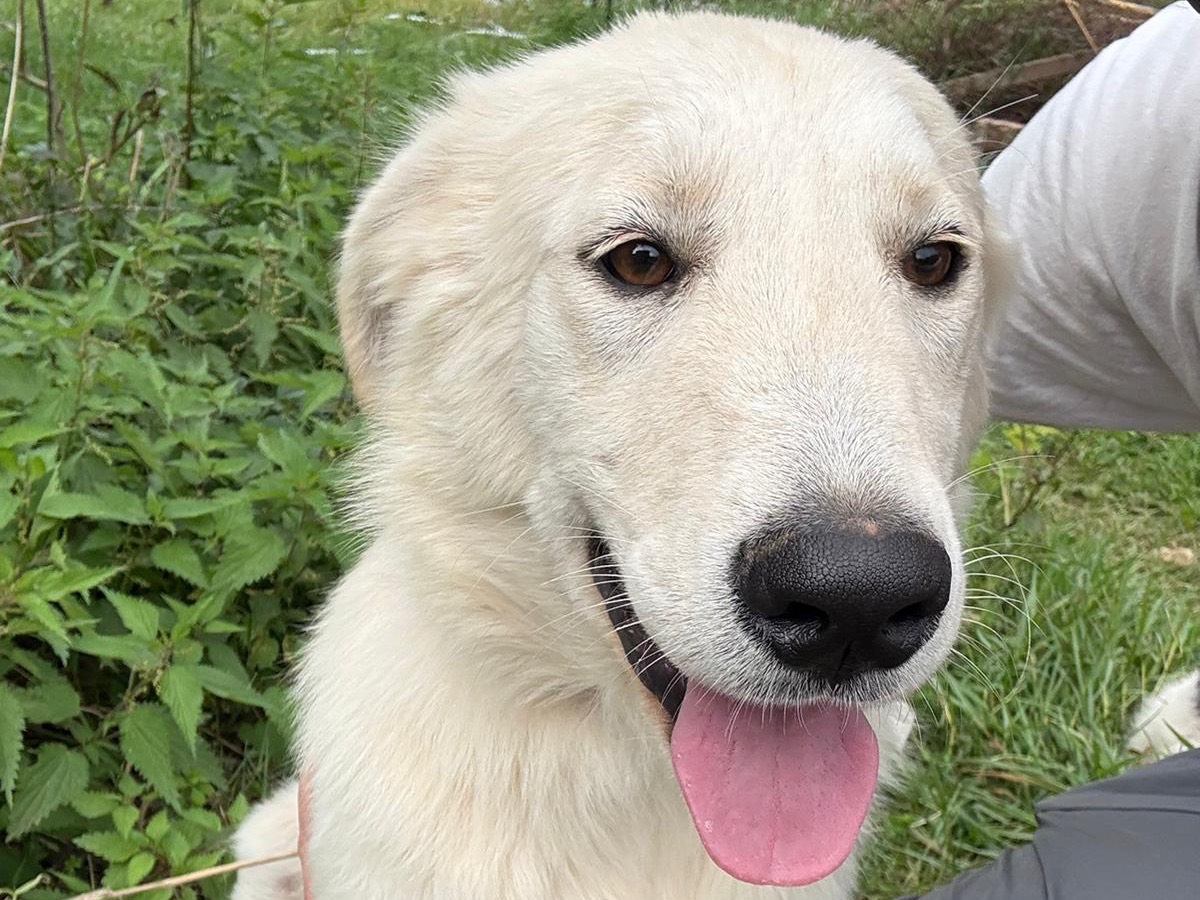 Adotta il cane Winnie a Catanzaro
