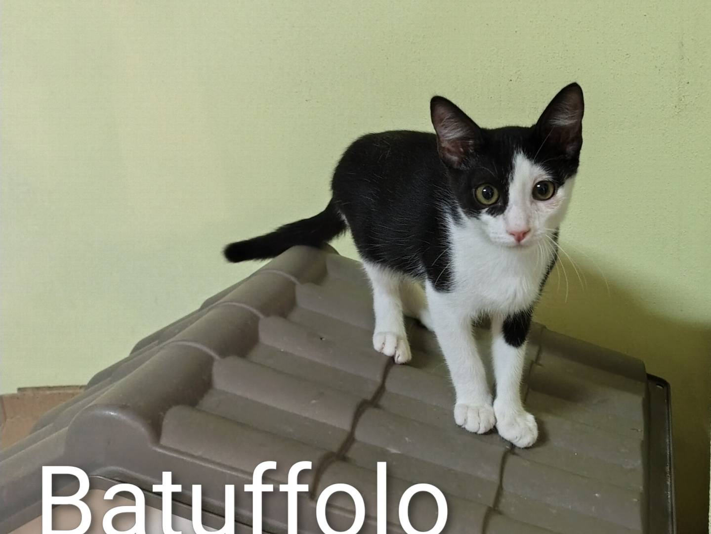 Vuoi adottare un gatto a Crotone?