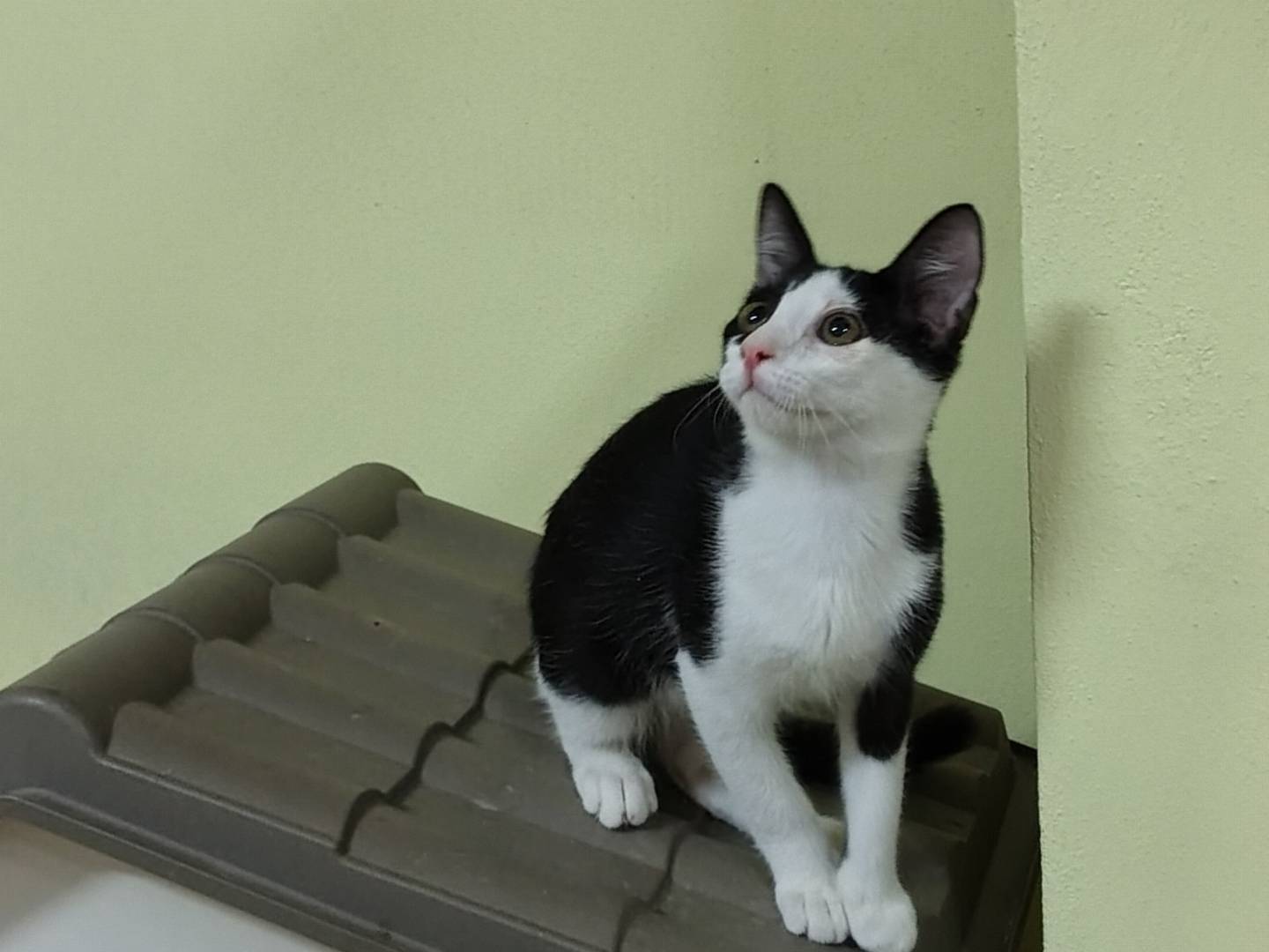 Adotta il gatto Batuffolo  a Crotone