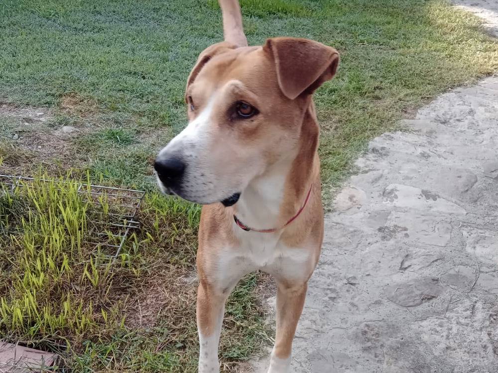 Adozione cane, femmina, Pitbull Razza sconosciuta, 6 anni e 3 mesi, taglia media, Alessandria