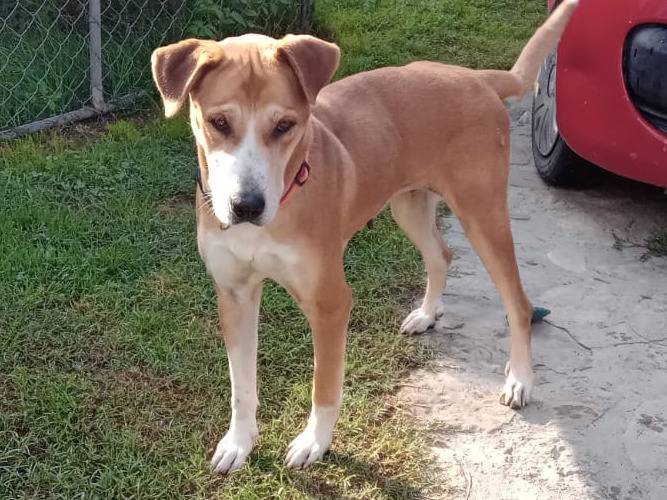Adotta un cane, femmina, 6 anni e 3 mesi, Alessandria