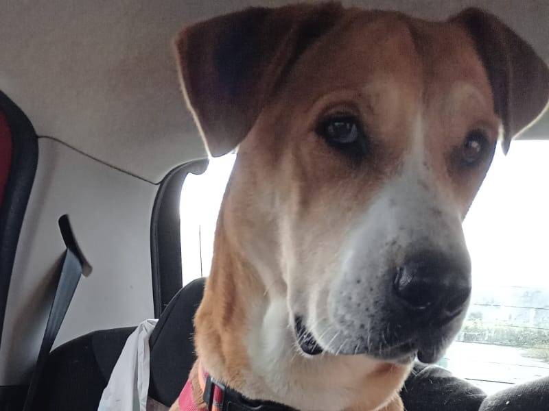 Adotta un cane, taglia media, femmina, Alessandria