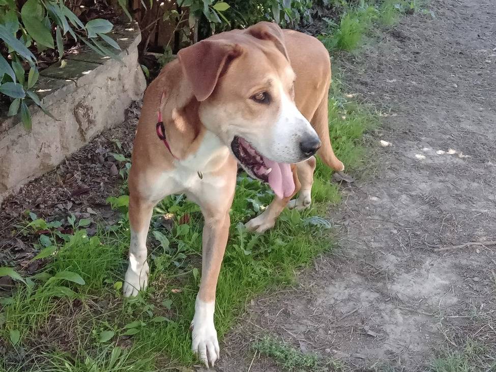 Vuoi adottare un cane a Alessandria?