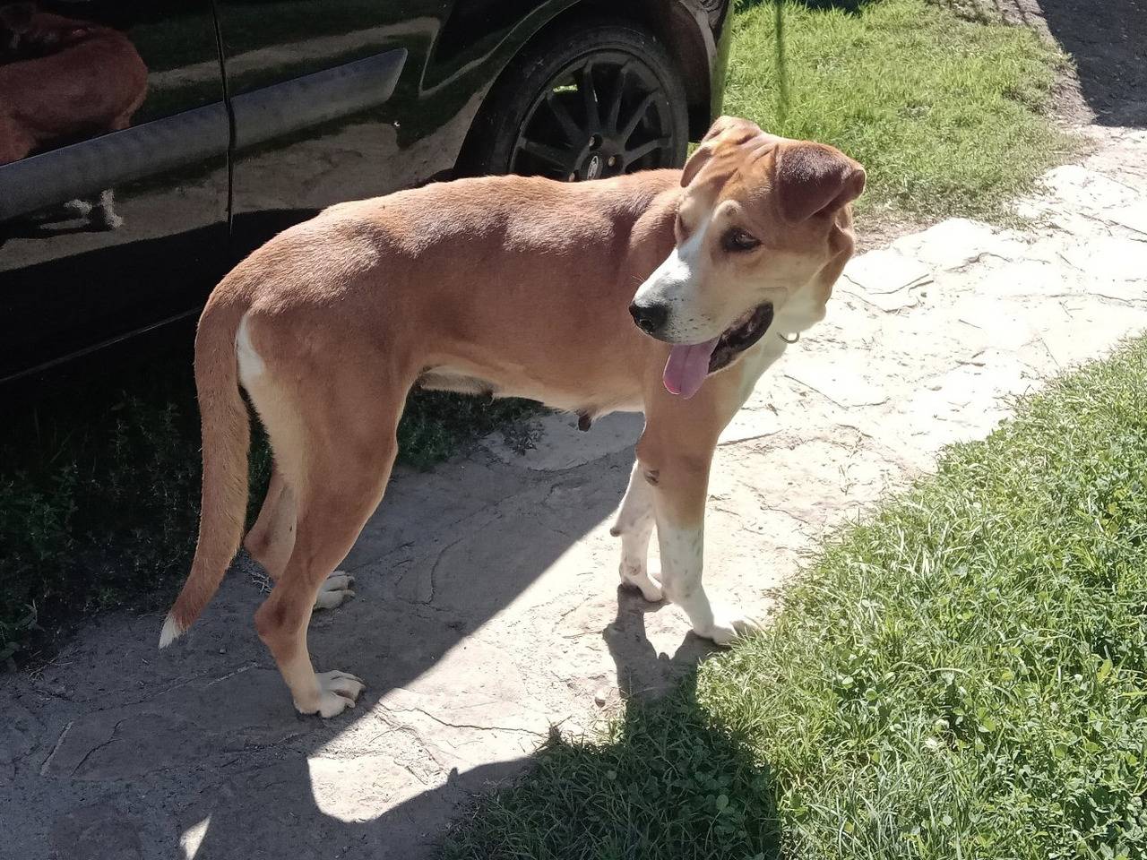 Adotta il cane DOROTEA a Alessandria