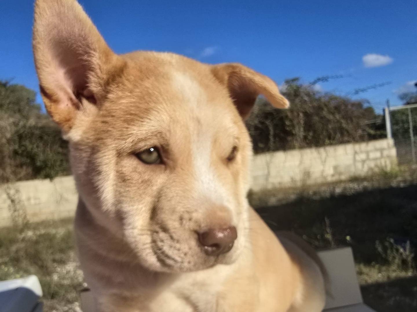 Adozione cane, femmina, Razza sconosciuta Akita, 3 mesi, taglia media, Milano