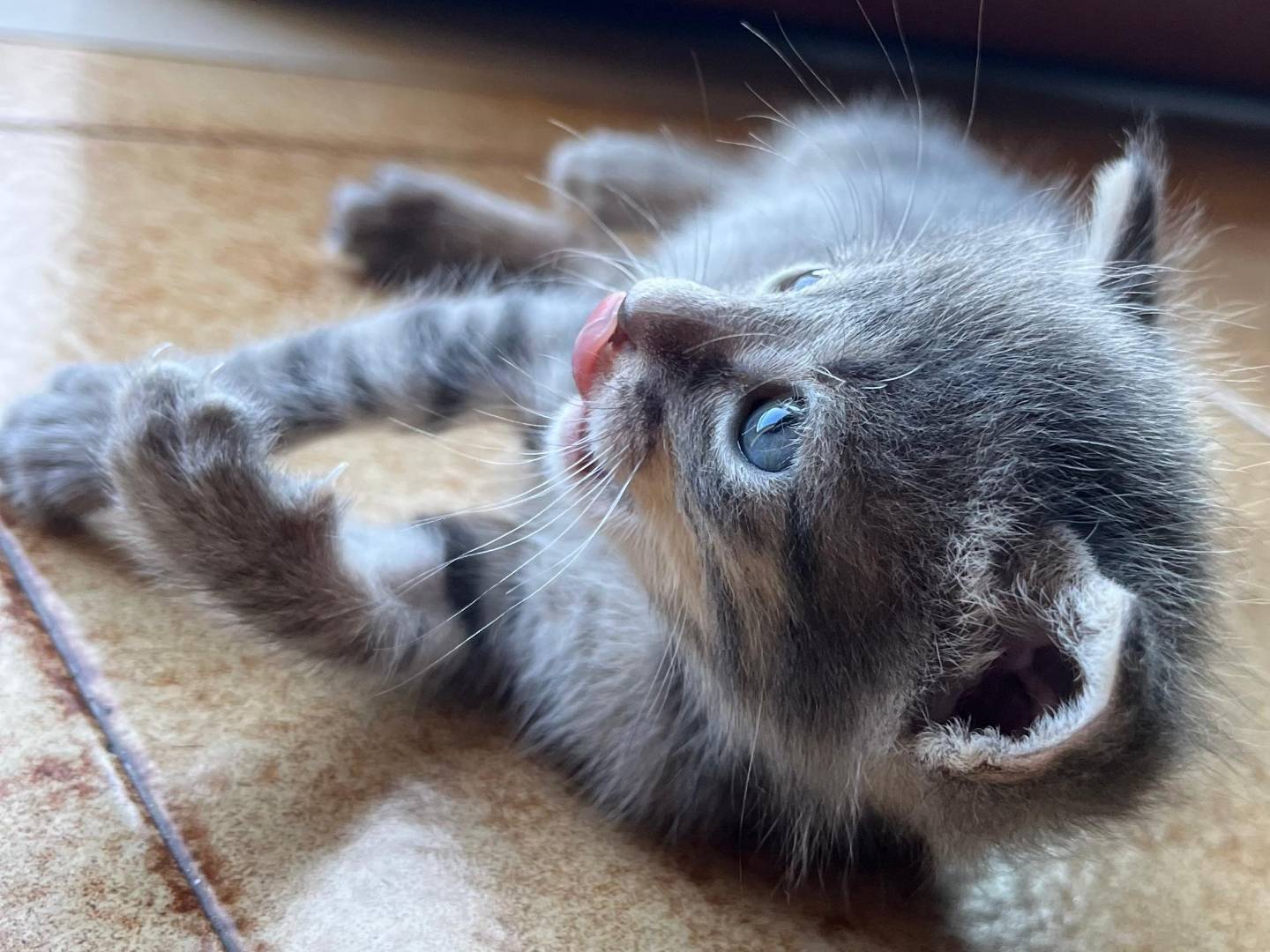 Adozione gatto, femmina, Razza sconosciuta Razza sconosciuta, 1 mesi, taglia non valida, Catanzaro