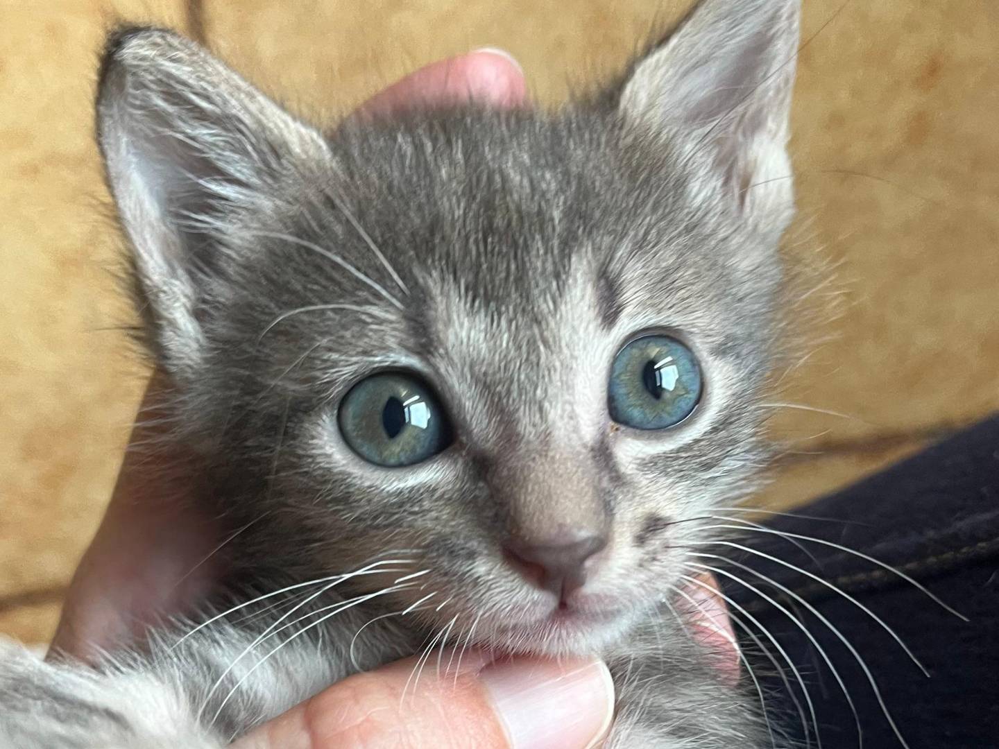 Adotta un gatto, femmina, 1 mesi, Catanzaro