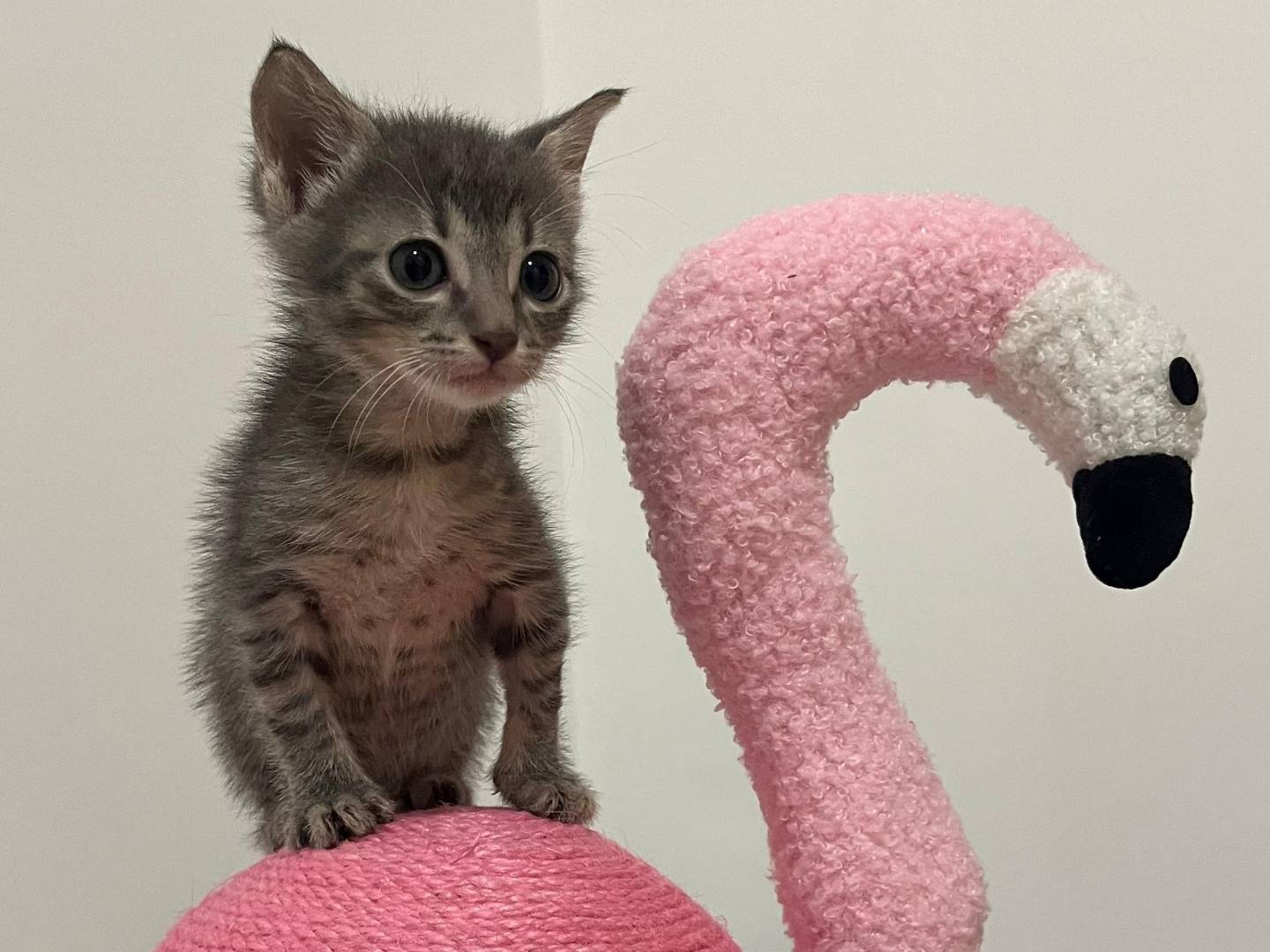 Adotta un gatto, taglia non valida, femmina, Catanzaro