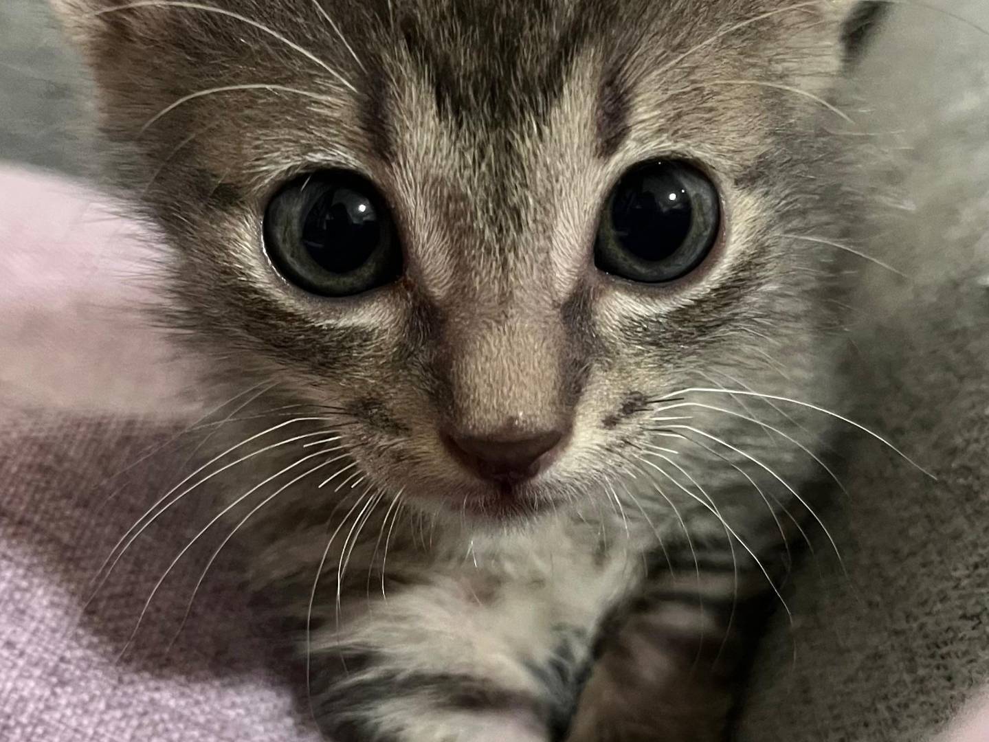Vuoi adottare un gatto a Catanzaro?