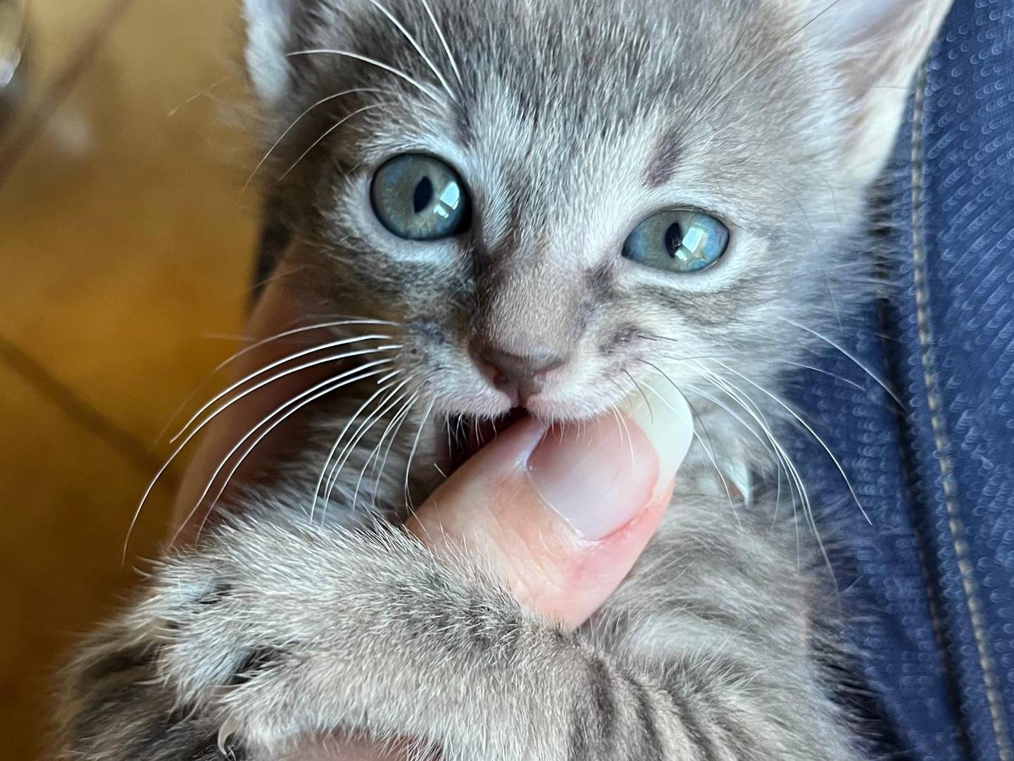 Adotta il gatto Lulla Lua a Catanzaro