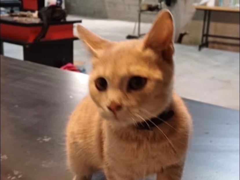 Adozione gatto, maschio, Razza sconosciuta Razza sconosciuta, 6 mesi, taglia non valida, Avellino