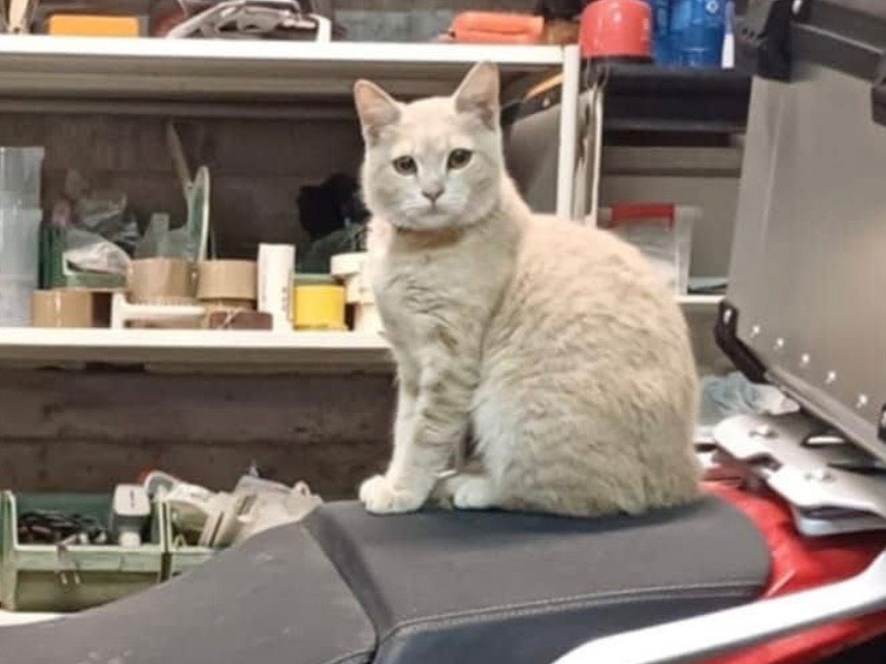 Adotta un gatto, maschio, 6 mesi, Avellino