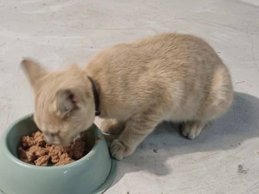 Adotta un gatto, taglia non valida, maschio, Avellino