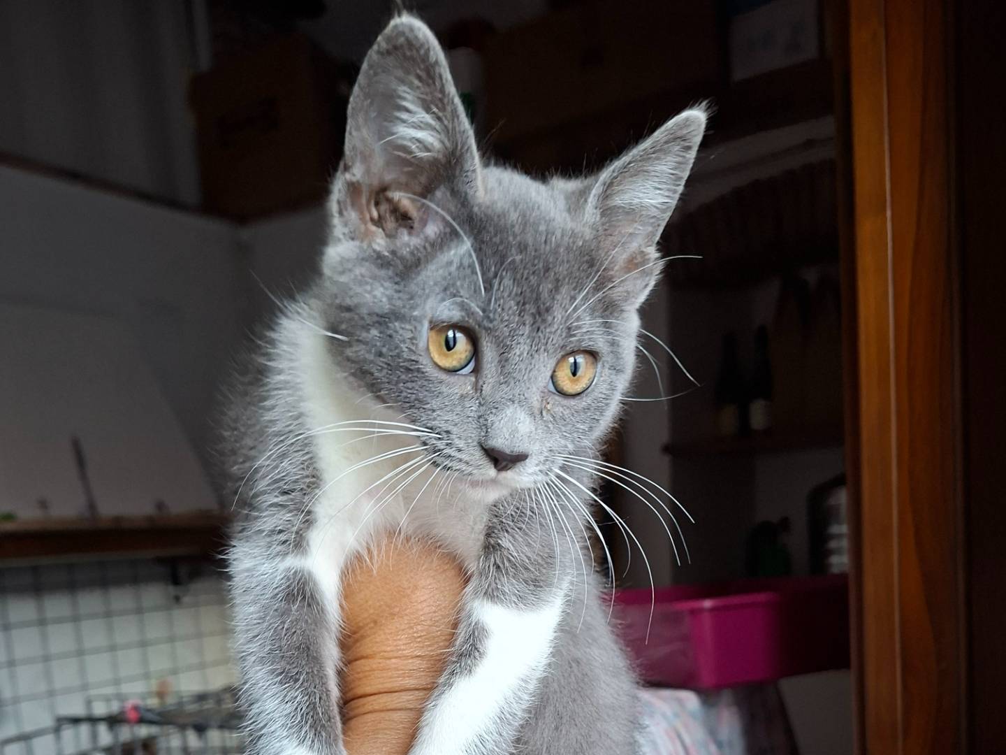 Adozione gatto, femmina, Razza sconosciuta Razza sconosciuta, 4 mesi, taglia non valida, Viterbo