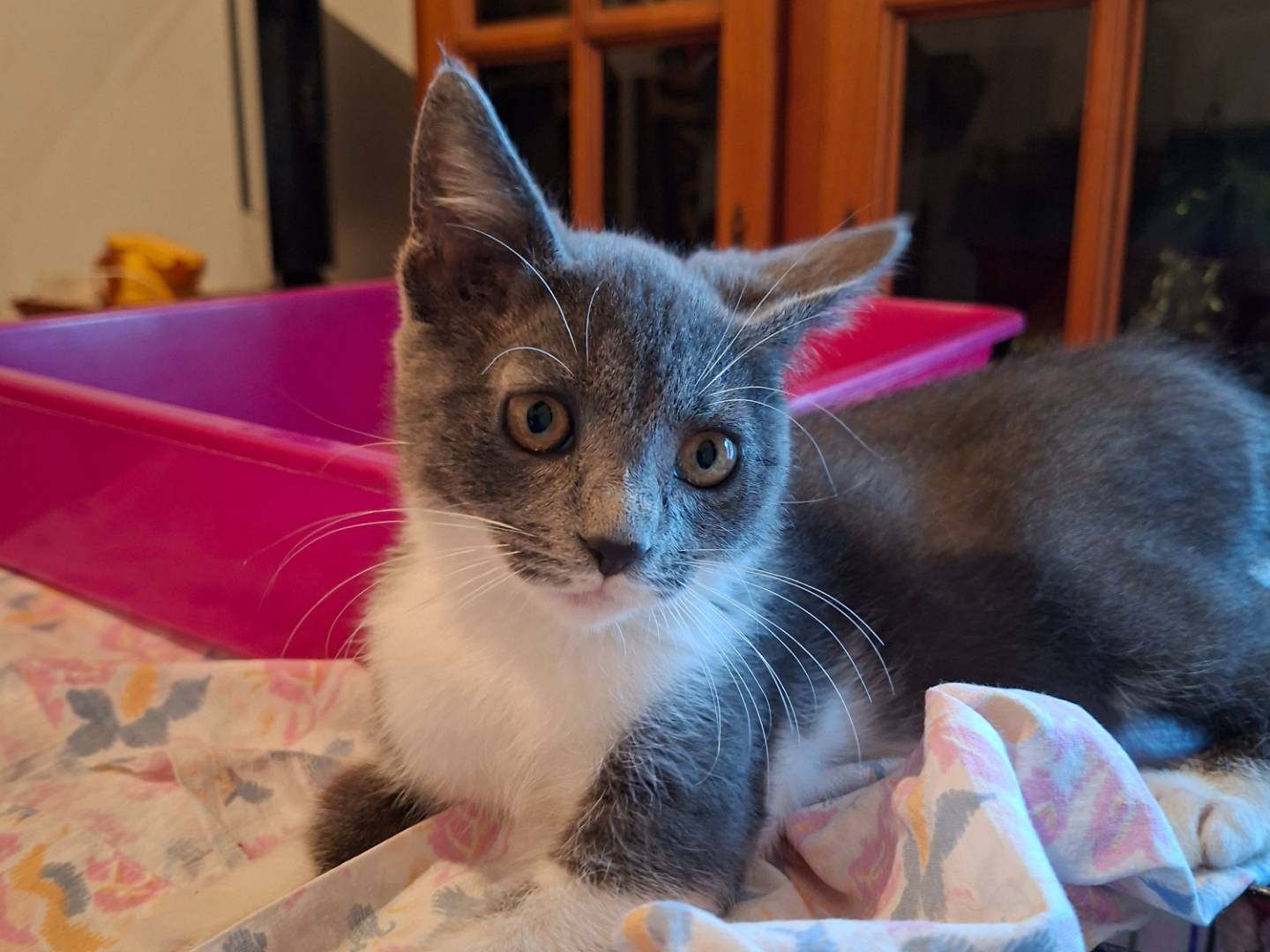Adotta un gatto, femmina, 4 mesi, Viterbo