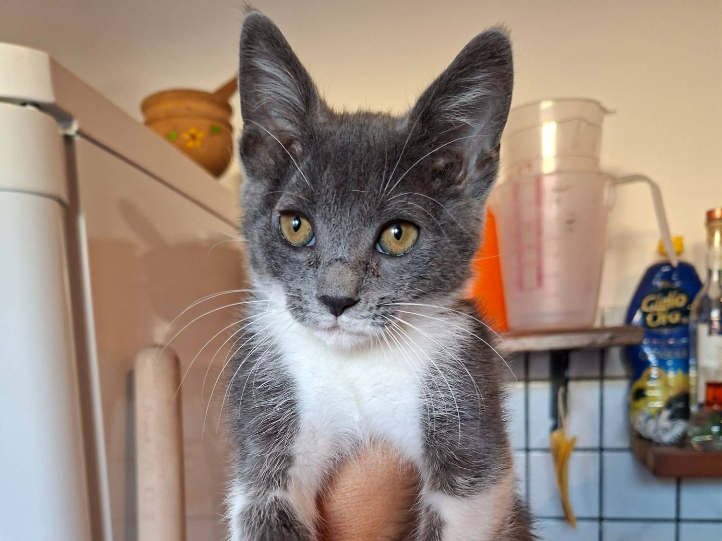 Adotta un gatto, taglia non valida, femmina, Viterbo