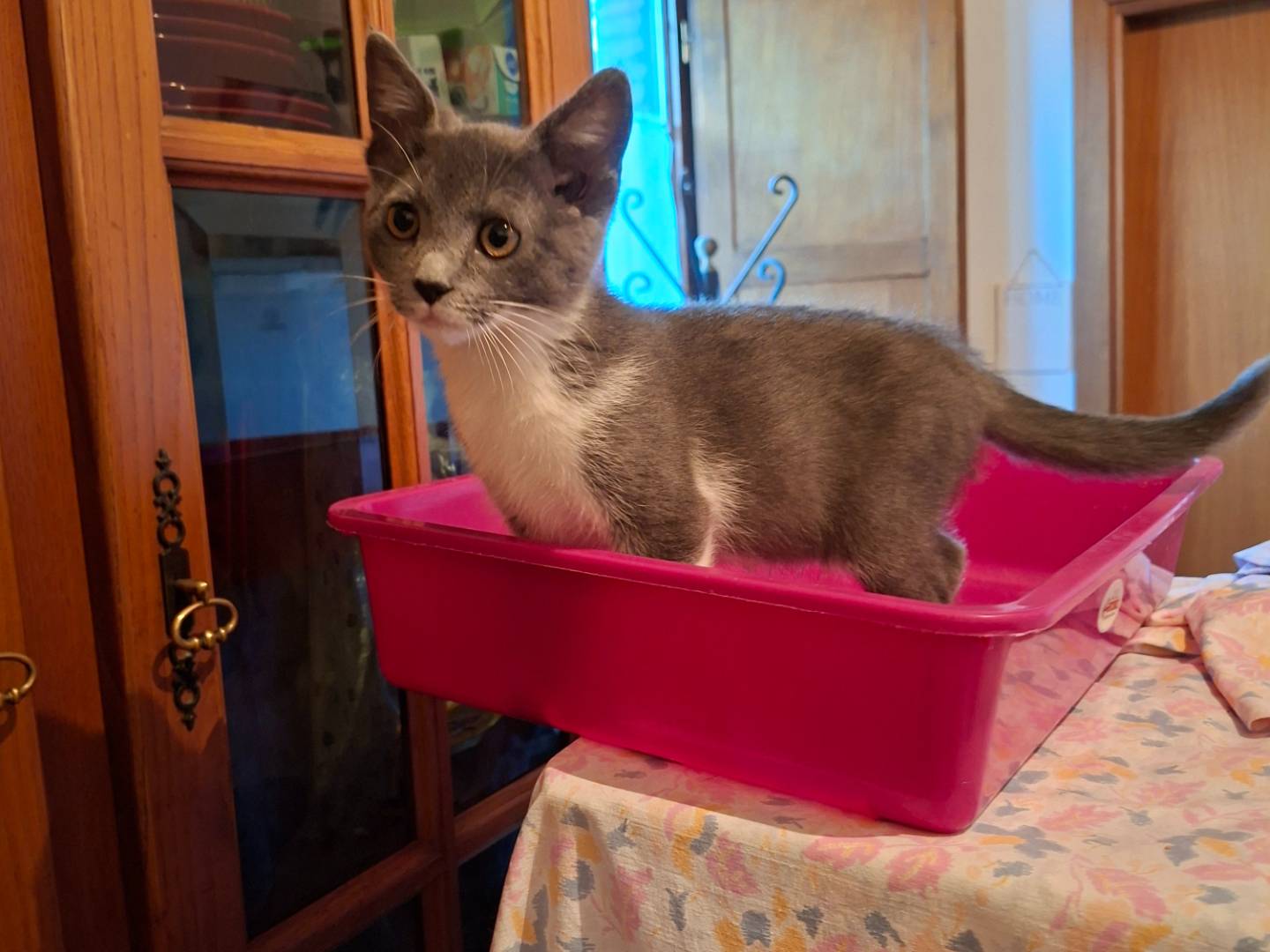 Vuoi adottare un gatto a Viterbo?