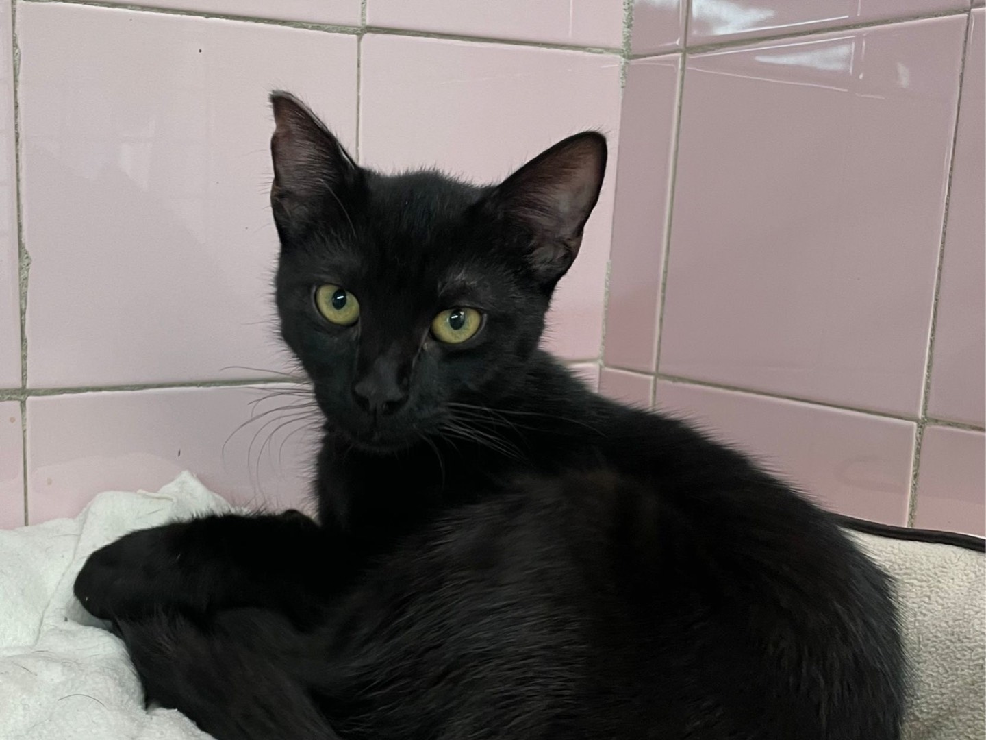 Adozione gatto, maschio, Razza sconosciuta Razza sconosciuta, 7 mesi, taglia non valida, Milano
