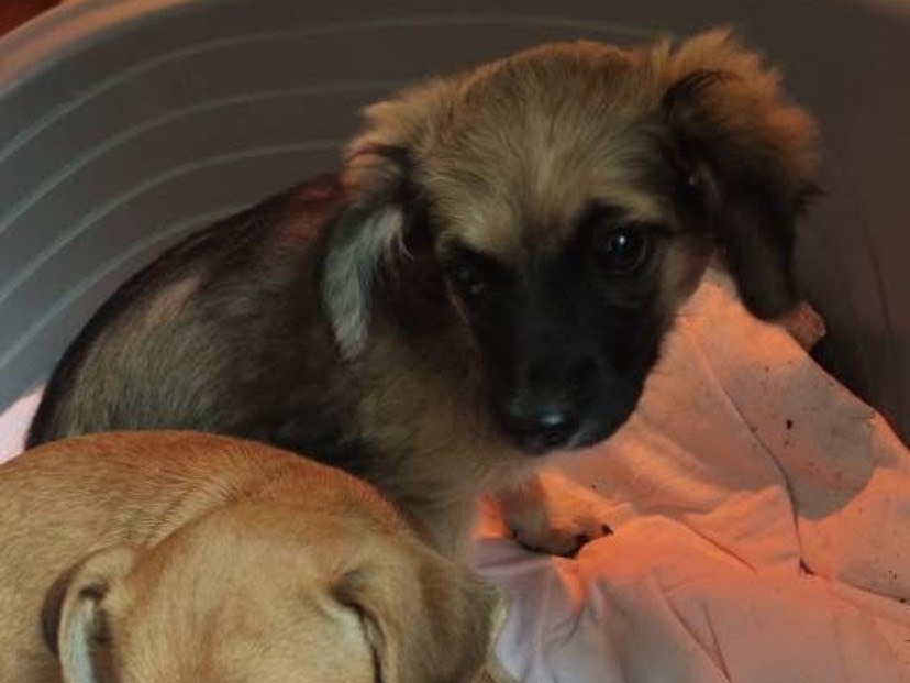 Adotta un cane, femmina, 2 mesi, Avellino