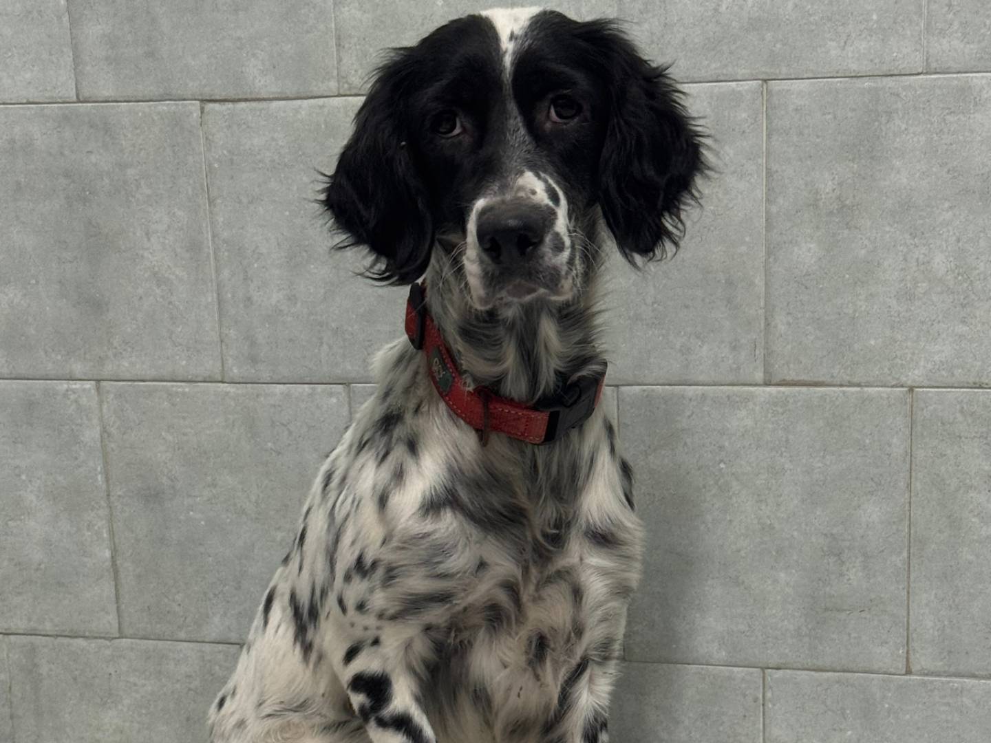 Adozione cane, femmina, Setter Inglese Razza sconosciuta, 3 anni e 4 mesi, taglia media, Napoli