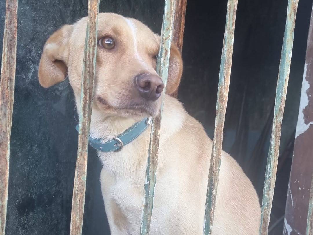 Adozione cane, maschio, Razza sconosciuta Razza sconosciuta, 1 anno e 6 mesi, taglia media contenuta, Frosinone